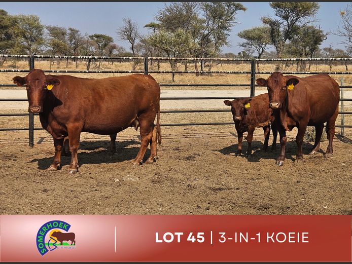 Commercial Animals | Somerhoek Bonsmaras