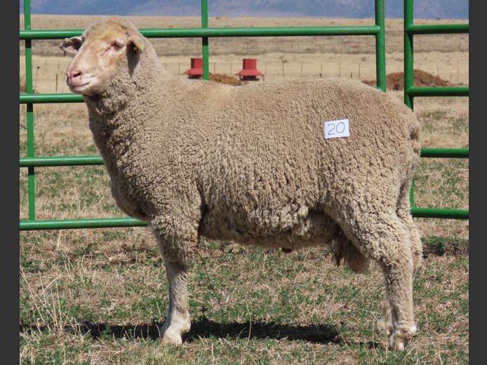 20 | Rooipoort Poenskop Merinos                
