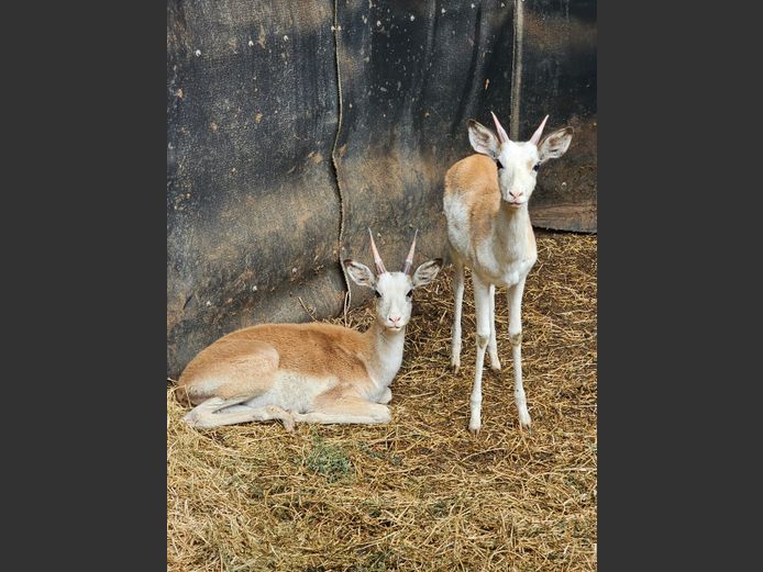 WHITE FLANKED IMP | GHOST TRADING