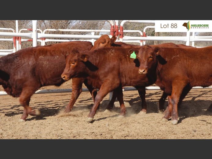 Kommersiële Vroulike Diere