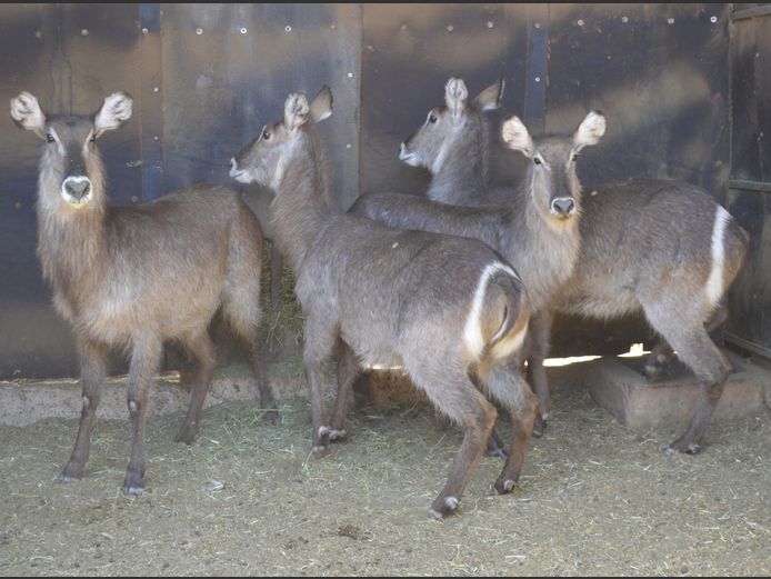 Waterbok | 3 x Matalbas Wild & 1 x Deelkraal