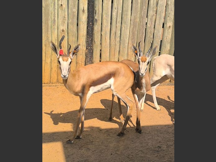 SPRINGBOK | ANDERSON WILDLIFE