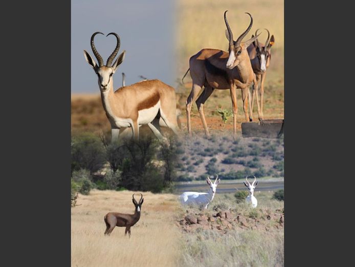 Springbok - GRANDSLAM | Langkloof Wild (P Simes)