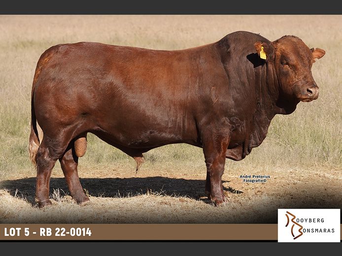 RB 220014 | ROOYBERG BOERDERY