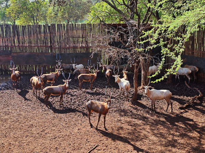 WHITE BLESBUCK | WATERBERG AVIATION