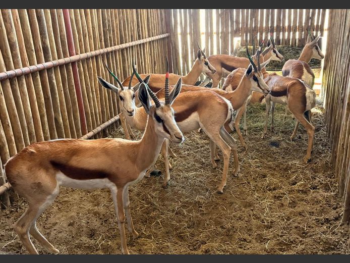 Damara Springbok Ooie