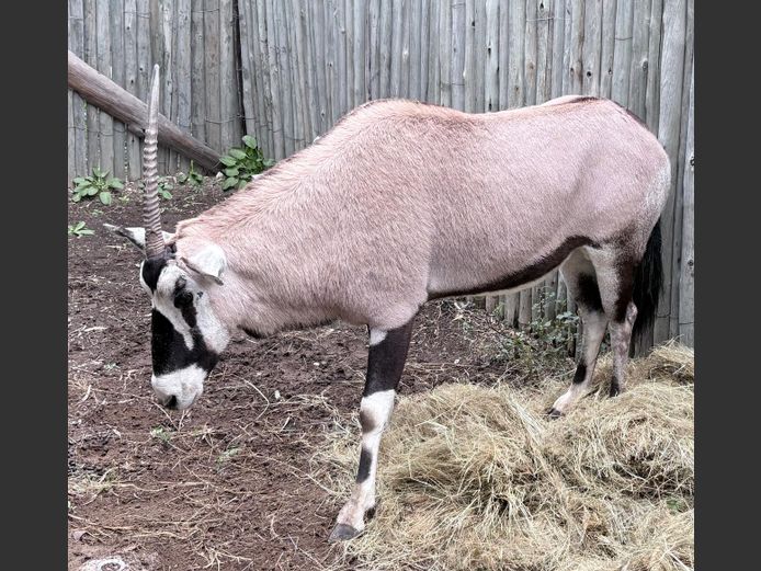 Gemsbok Bul