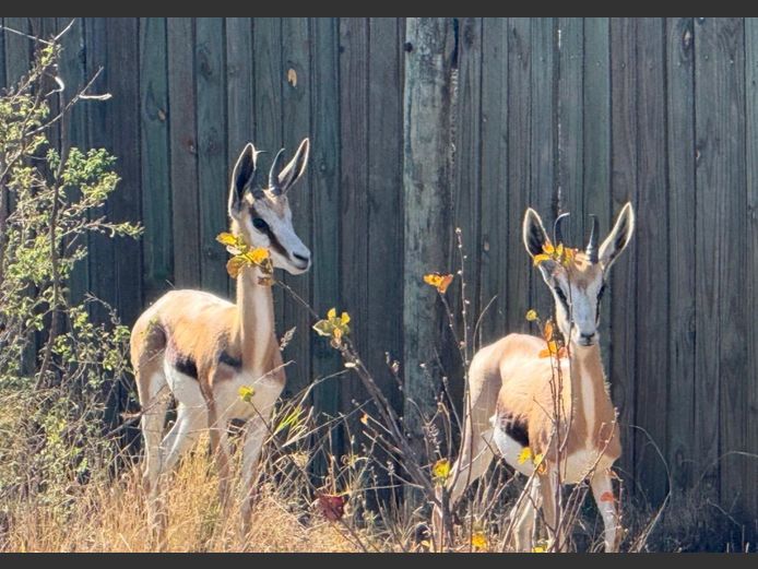 SPRINGBOK | LEWIS FAMILY TRUST