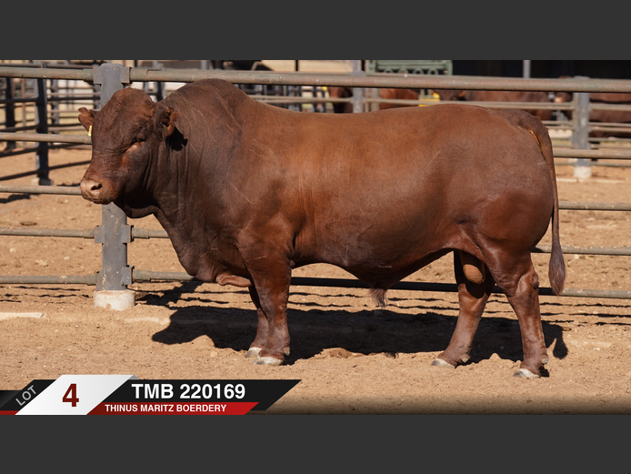 TMB220169 |  THINUS MARITZ BOERDERY