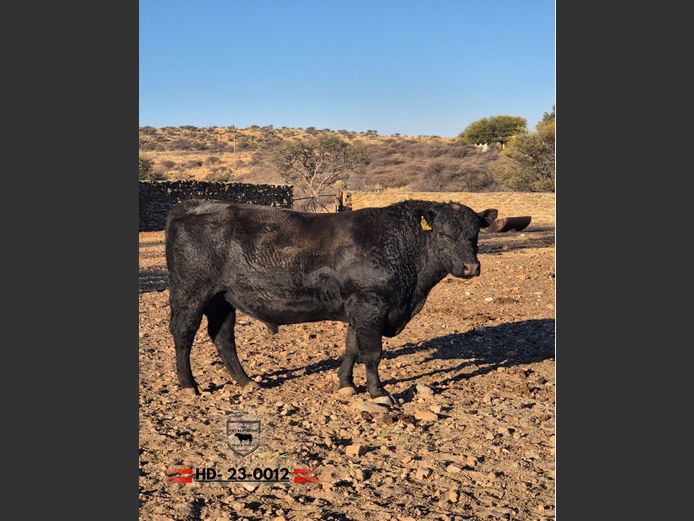 23-0012HD | MECKLENBURG BLACK ANGUS