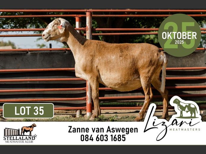 LZR144 | Lizari Meatmasters