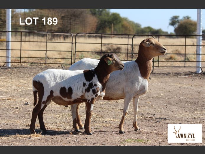 21-14 | VAN ZYL BOERDERY BOSVELDERS