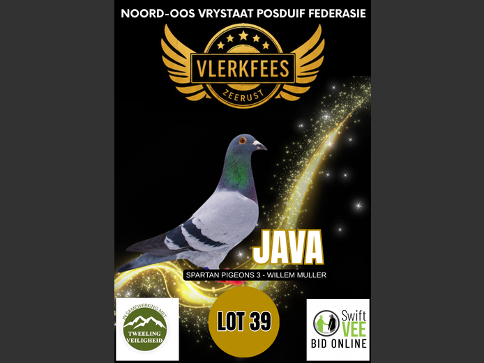 JAVA | SPARTAN PIGEONS 3 - WILLEM MULLER