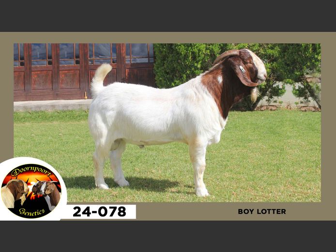 24-078  |  Boy Lotter