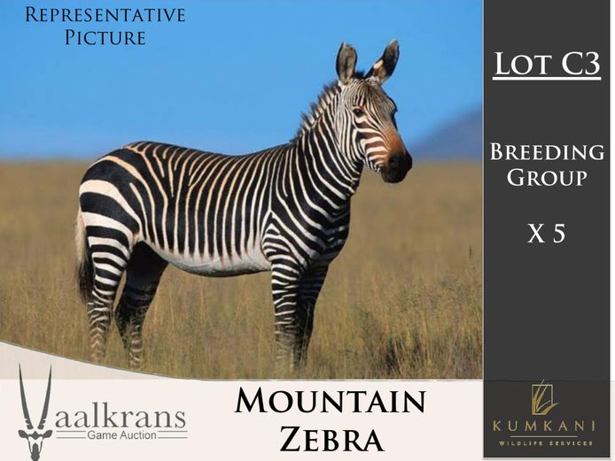 Mountain Zebra