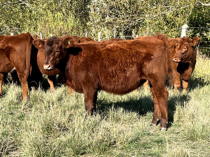 Weaners | Oakdene