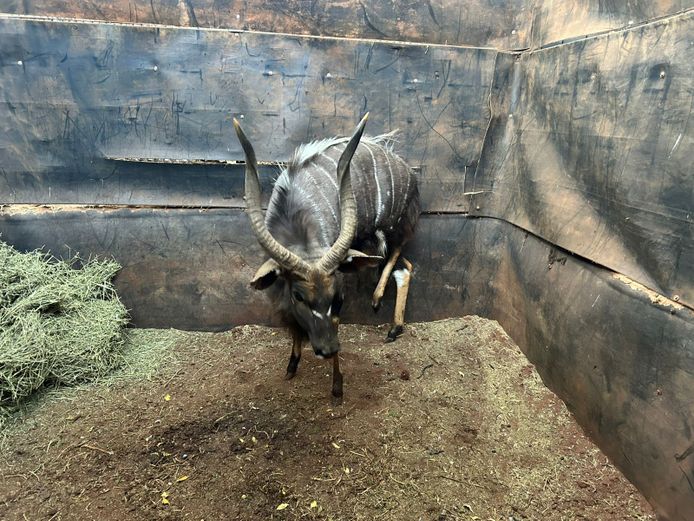 NJALA BUL