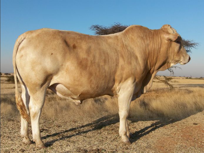 CHK230452 | A.J. KRIEL