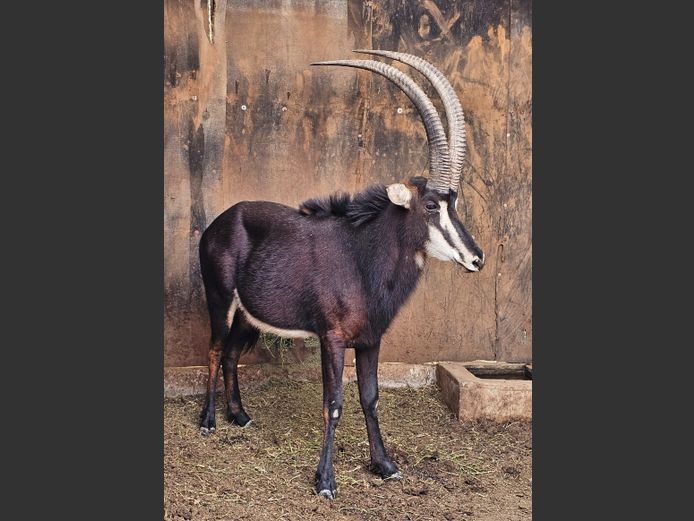 SABLE 39” | GNG PROJECTS