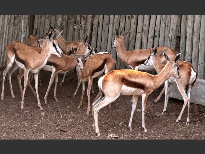 Springbok Ooie