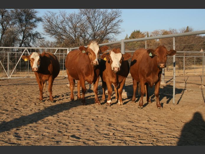 Commercial Animals