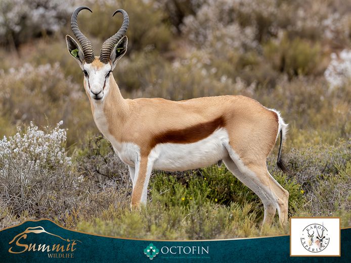 18 4/8" DAMARA SPRINGBOK RAM