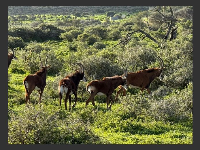 Sable Females | Laslappies - HHJ Potgieter