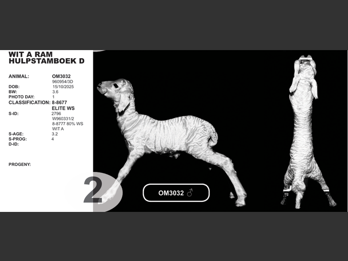 WIT A RAM 
HULPSTAMBOEK D | OM3032  
♂