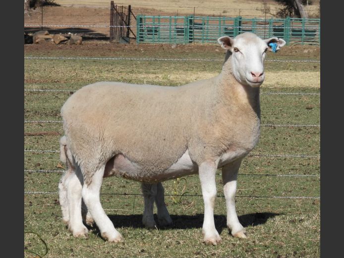 MK 230034 | M. KLOPPER