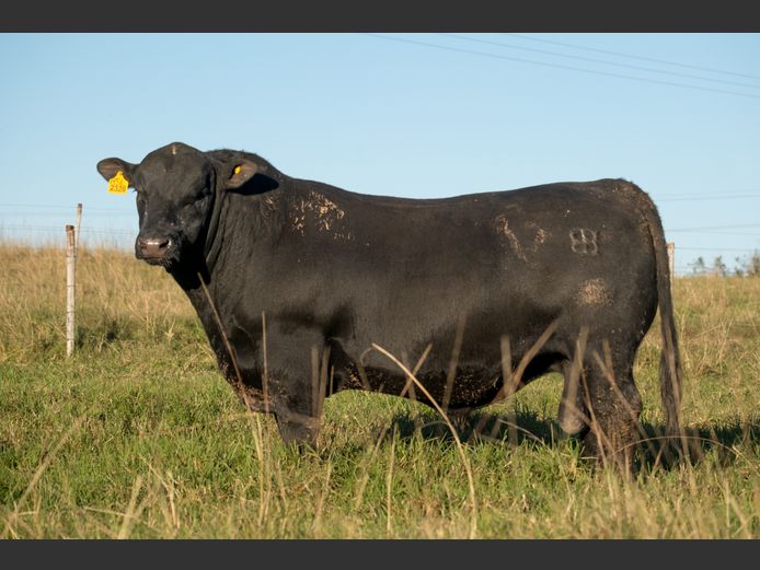 RJ  230026 | BEER BEEF