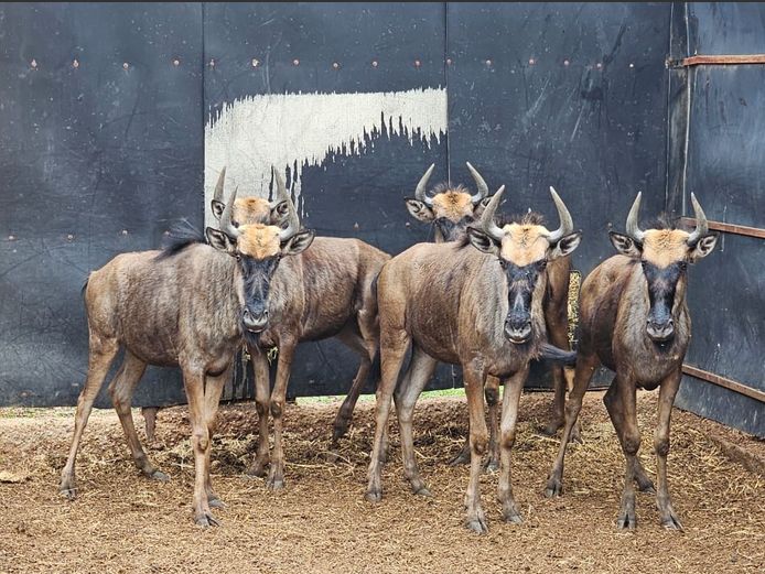 BLUE WILDEBEEST | NUM-NUM