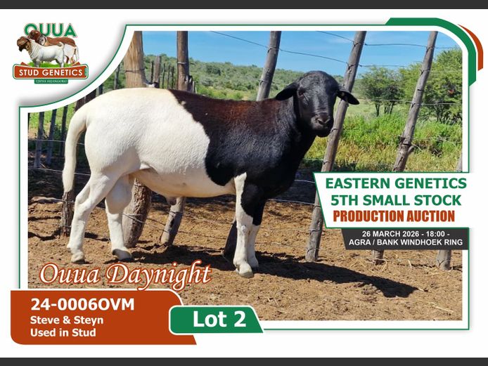 24-0006OVM | QUAA STUD GENETICS