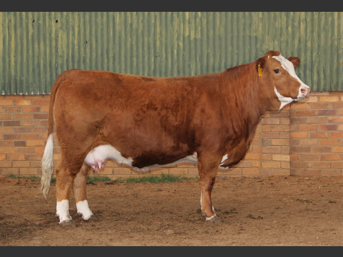 E23176 | EE SCHULENBURG
