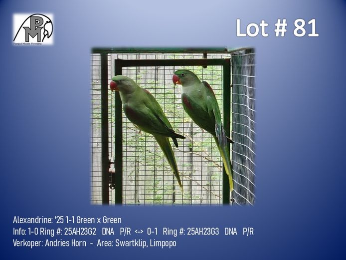 1-1 '25 Alexandrine: Green x Green - Andries Horn