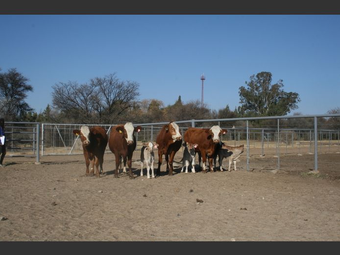 Commercial Animals