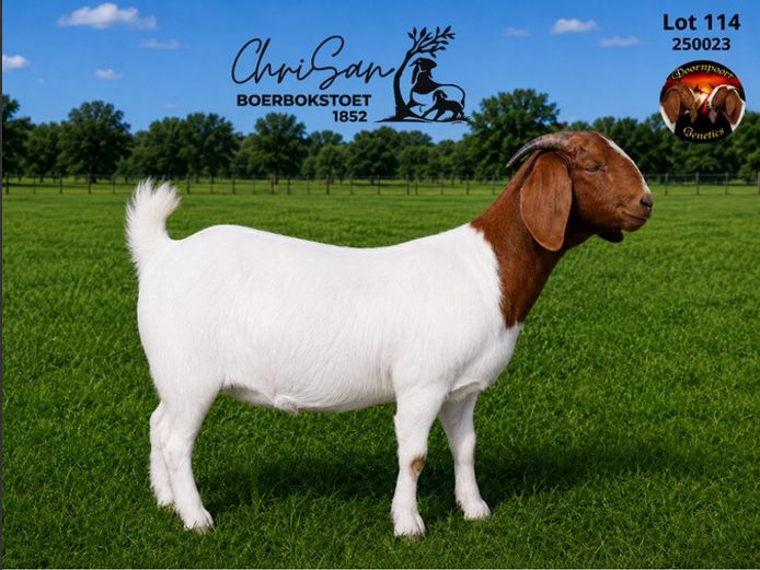 1852250023 | CHRISAN BOERBOKSTOET