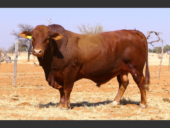 WW22140 | ONDEKA SIMBRA