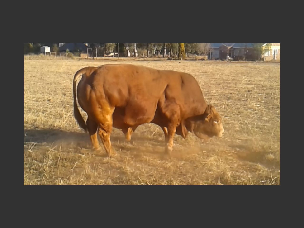 Lot 41B | 26STE NASIONALE BEEFMASTER VEILING | SwiftVEE | South Africa ...
