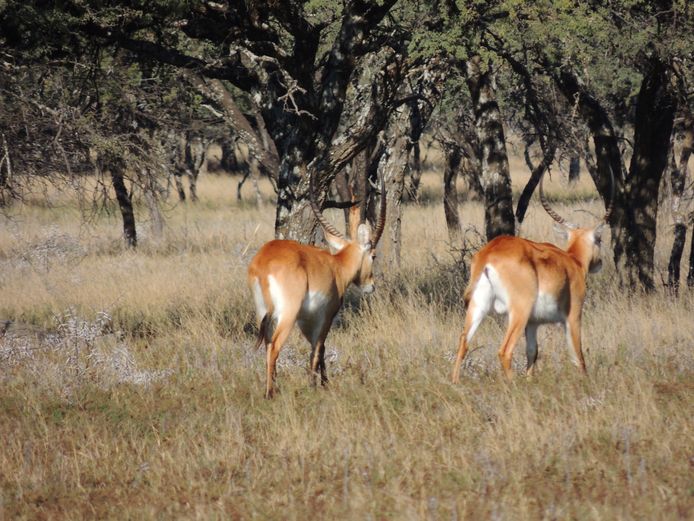LECHWE RAMME