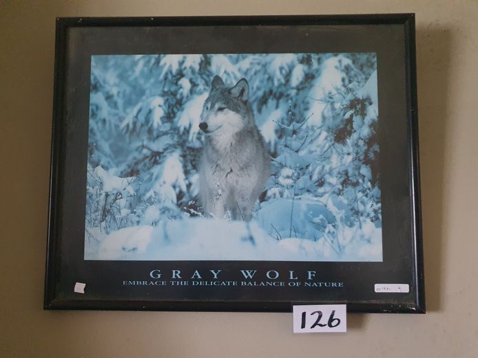 FRAMED PRINT "GRAY WOLF"
