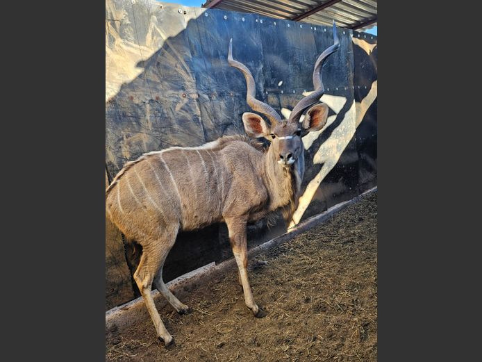 KUDU | KRUISRIVIER