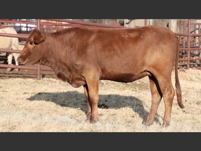 HBH 230072 | CLARK CATTLE COMPANY PTY LTD