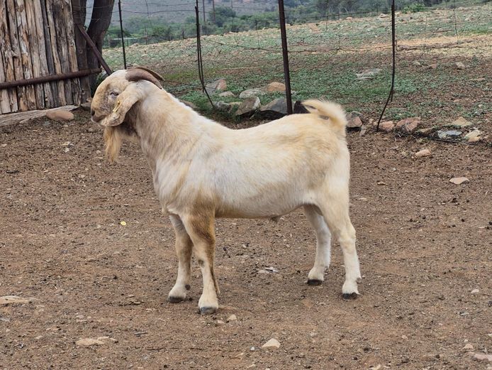 24003 | Camdeboo Savannas