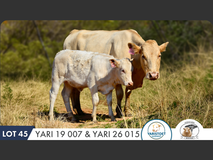 YARI190007 HH | YARI STUD