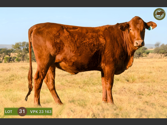 VPK230163 | WENKOR BEEFMASTERS