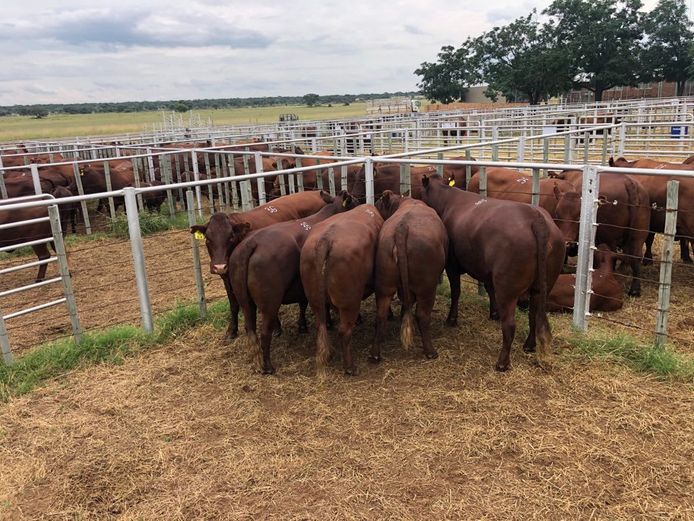 Kommersële Vroulike Diere