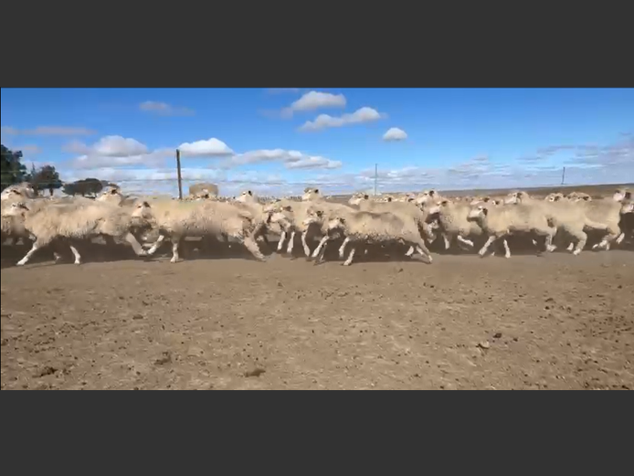 Sheep