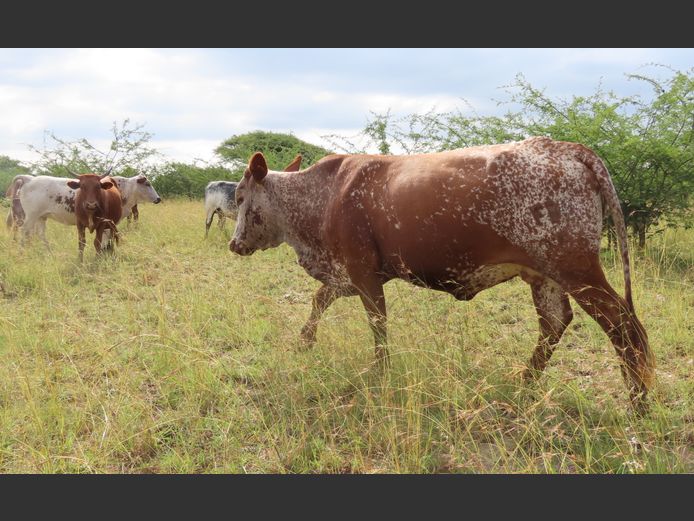 Commercial Animals | MATLA (O.T. Jannasch)