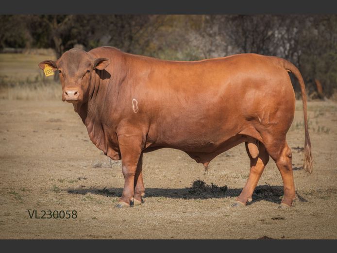 VL230058 | T.D.J. VLOTMAN