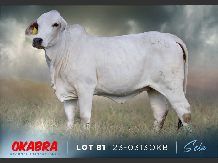 23-0313 OKB | OKABRA BRAHMAN